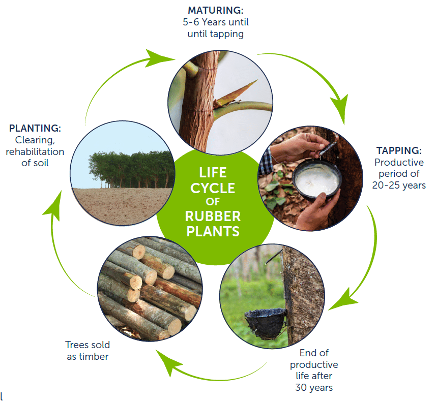 rubber-tree-life-cycle Life Cycle of Rubber Plants